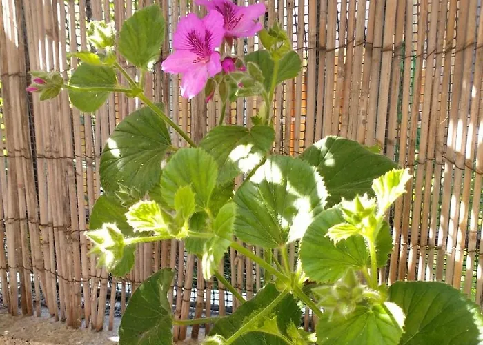 בית נופש B&blavenza קררה