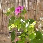 בית נופש B&blavenza קררה