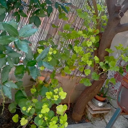 Holiday home B&blavenza Carrara